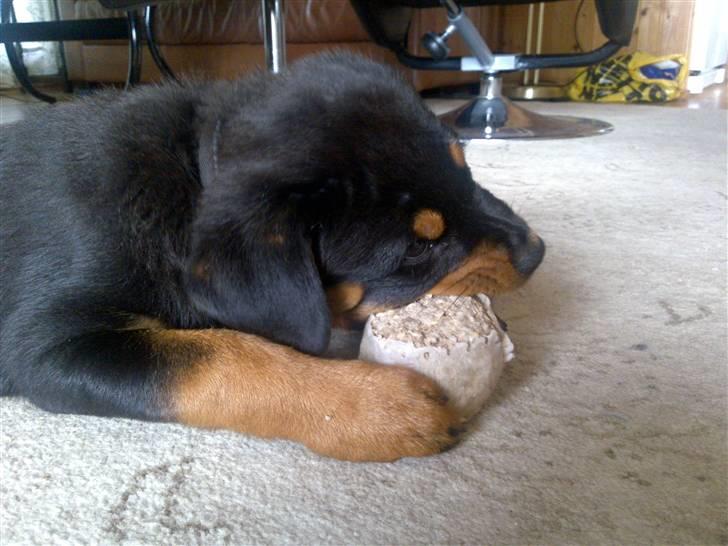 Rottweiler Bailey - Uhm den er go billede 12