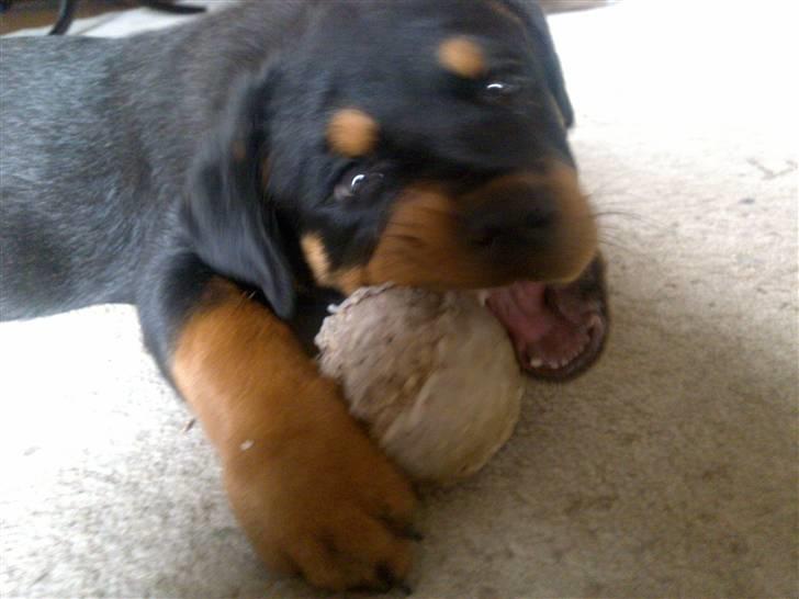Rottweiler Bailey - Og lur lige mine tænder   av av fingre billede 13
