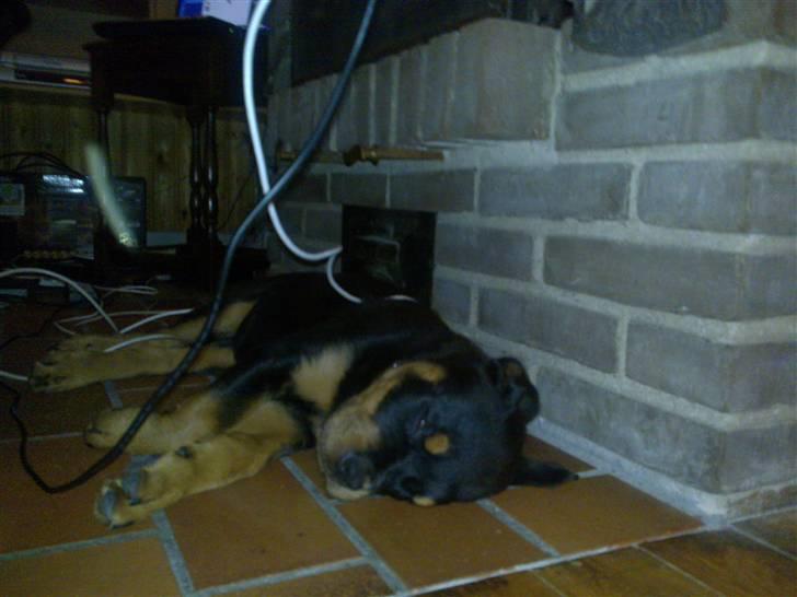 Rottweiler Bailey - Der er mange ledninger lige her og alligevel sover jeg !!!!  billede 14