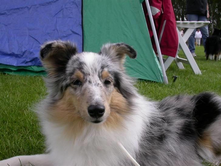 Shetland sheepdog Mille - Se lige mig :-) billede 6