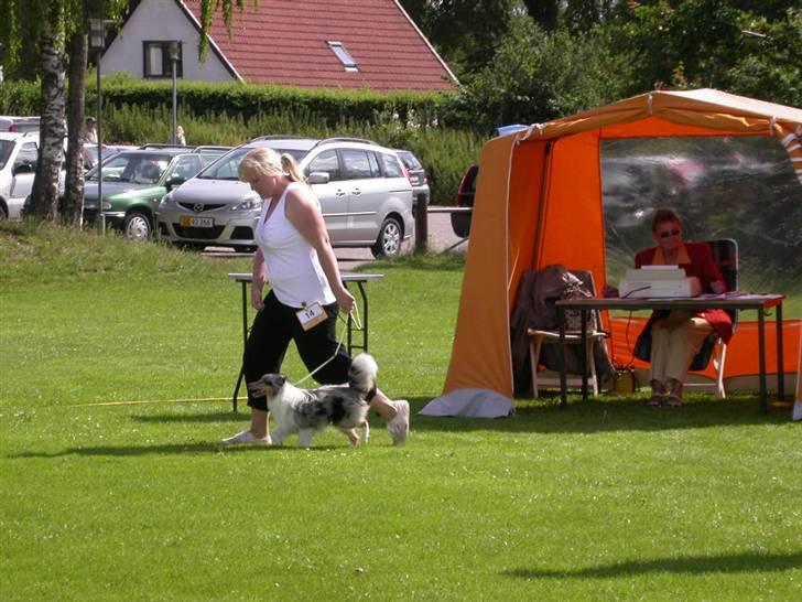 Shetland sheepdog Mille - ude og gå på skue billede 7