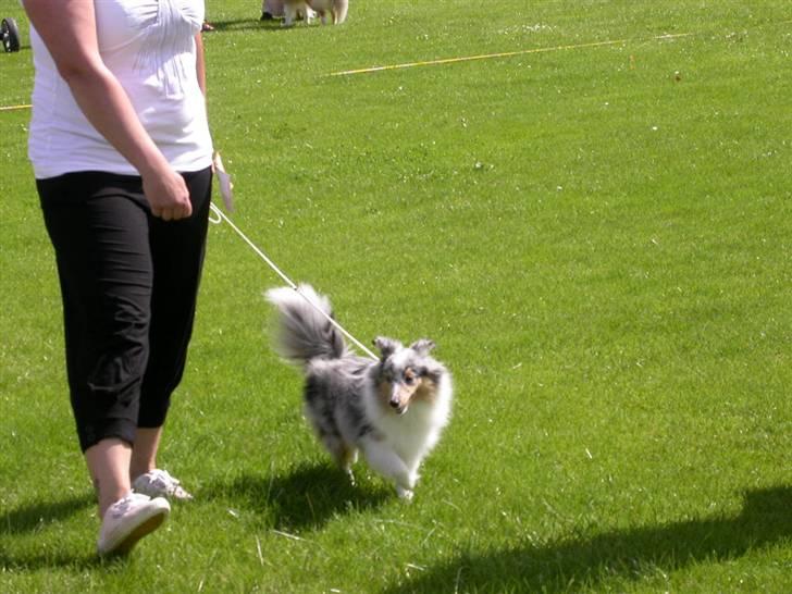 Shetland sheepdog Mille - Se hvor fint jeg kan gå billede 8