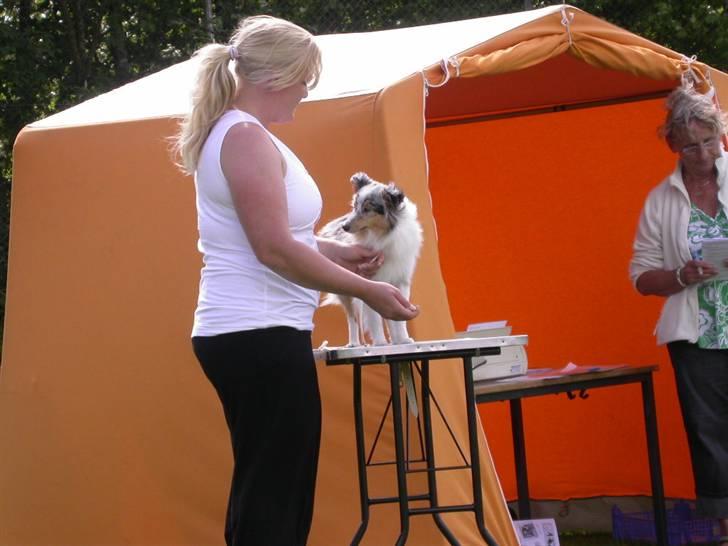 Shetland sheepdog Mille - Jeg er også god til at stå på bordet billede 9