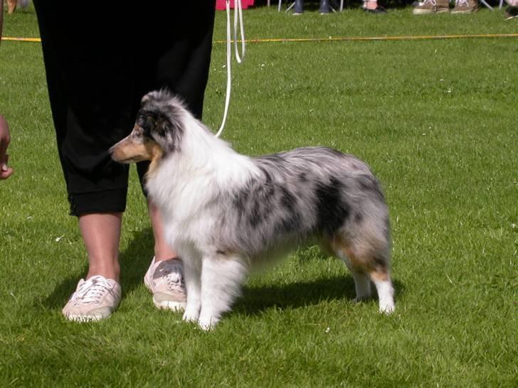 Shetland sheepdog Mille - Hmm lurer lige om hjørnet billede 10