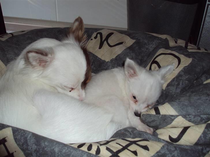 Blanding af racer Felix - Felix og Sille  billede 19