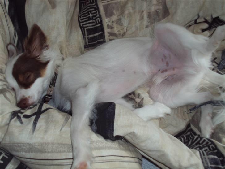 Blanding af racer Felix billede 20