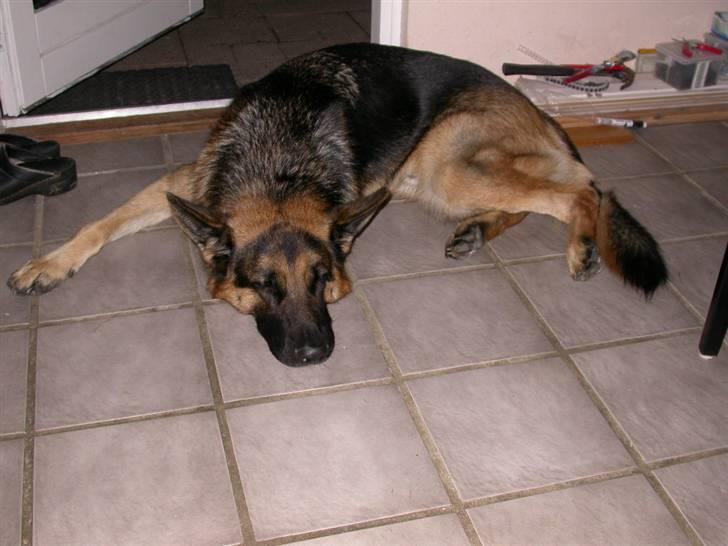 Schæferhund korskildens Jappe - Det er hård at være mig, når de bygger om hele tiden suk billede 16