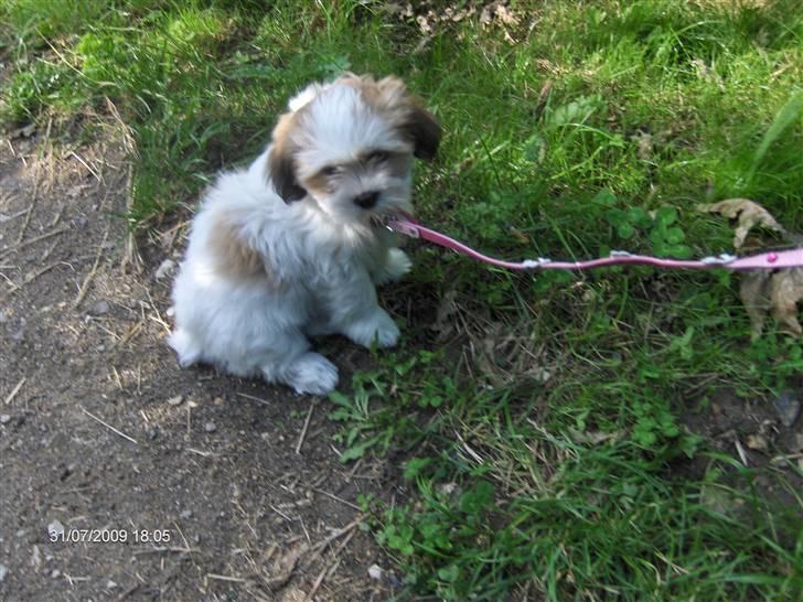 Lhasa apso Silke - Lidt overvældende er det hele jo nok.. :o). billede 4