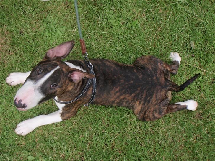 Bullterrier Hemingway  billede 8