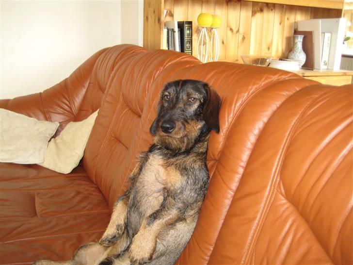 Gravhund Snoopy billede 18