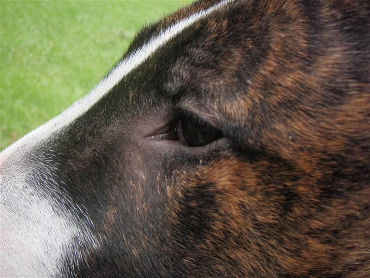 Bullterrier Hemingway  billede 9