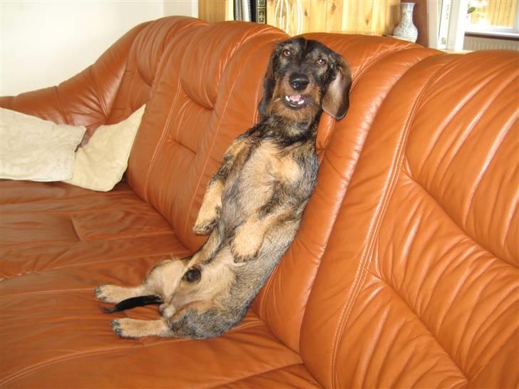 Gravhund Snoopy billede 19