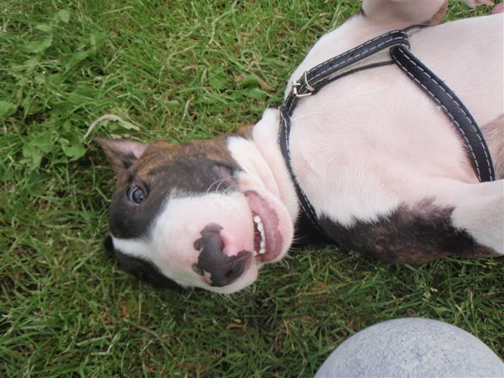 Bullterrier Hemingway  billede 10