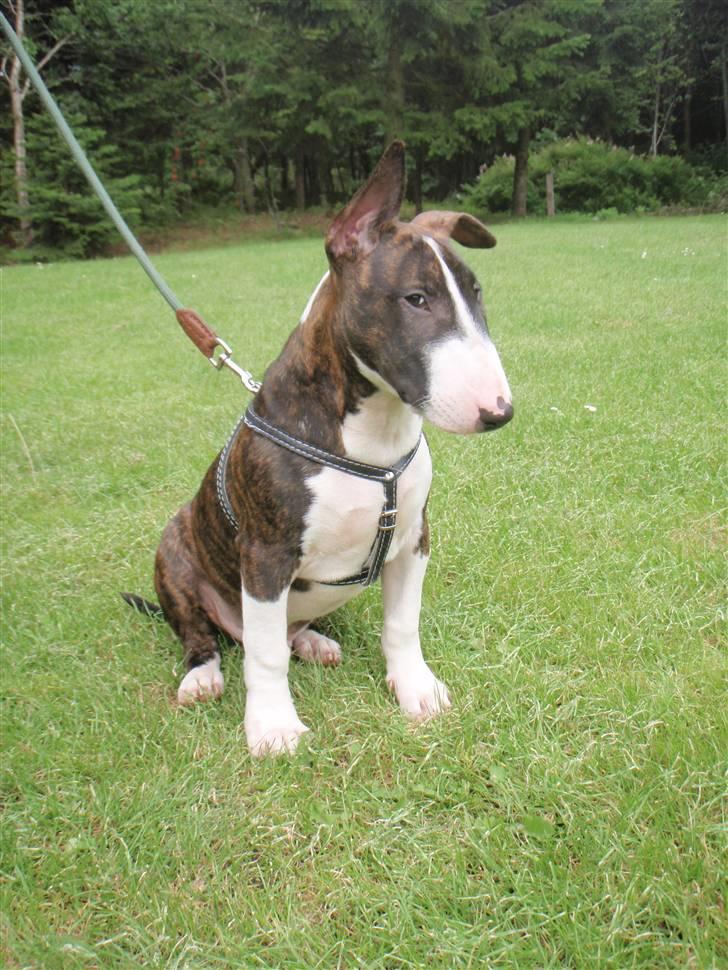 Bullterrier Hemingway  billede 11