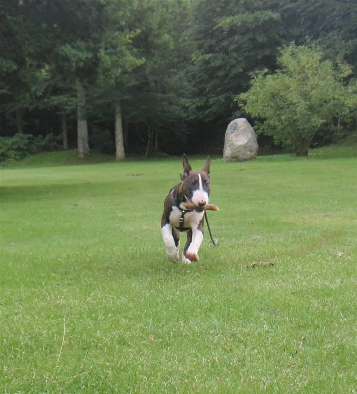 Bullterrier Hemingway  billede 12