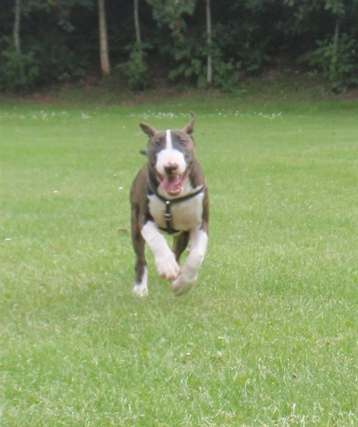 Bullterrier Hemingway  billede 13