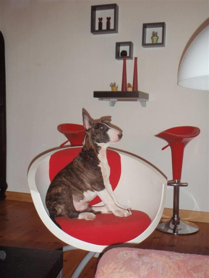 Bullterrier Hemingway  - MIN stol! billede 14