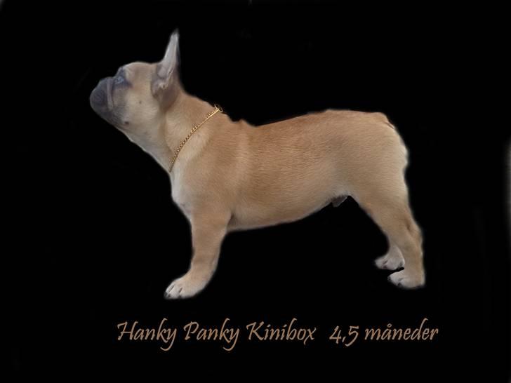 Fransk bulldog Carlo billede 17