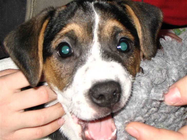 Blanding af racer Frodo billede 1