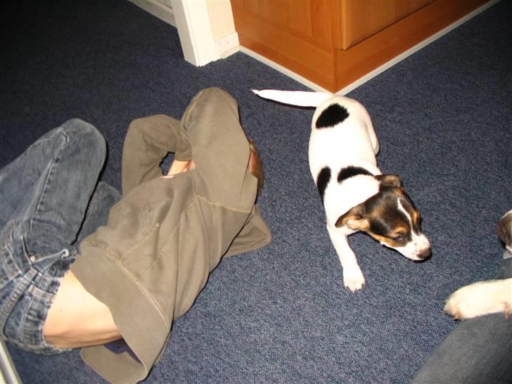 Blanding af racer Frodo billede 2