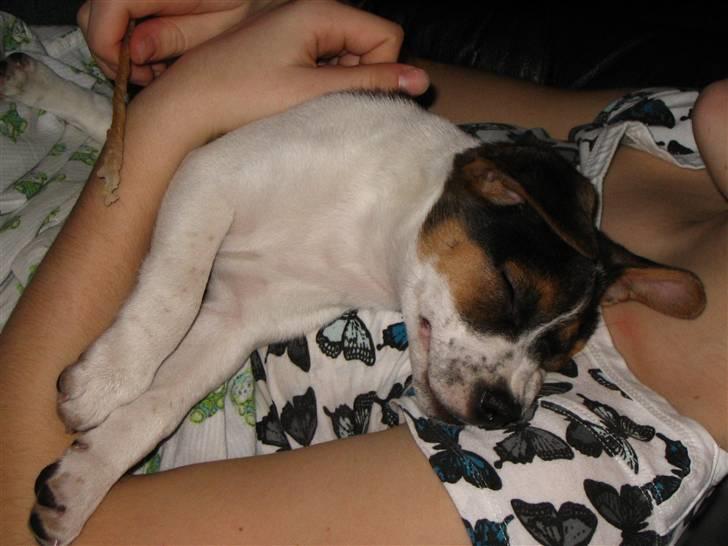 Blanding af racer Frodo billede 3