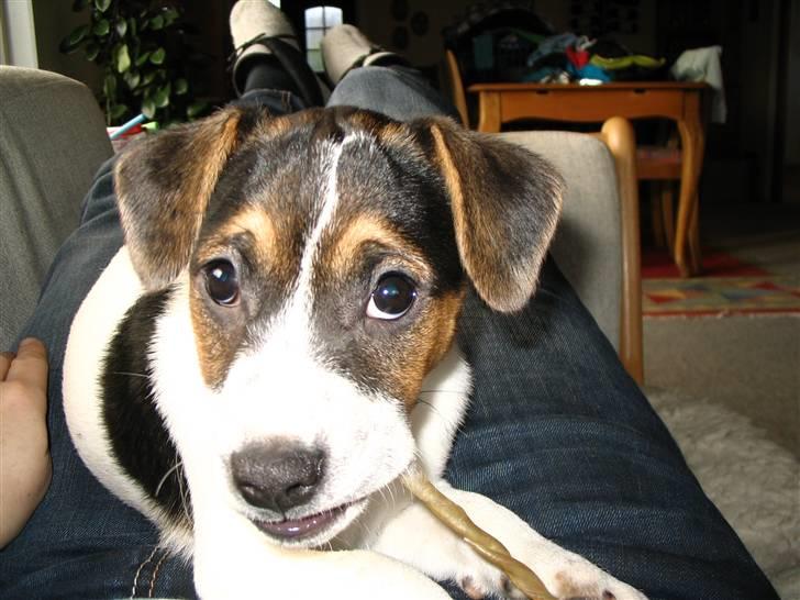 Blanding af racer Frodo billede 4