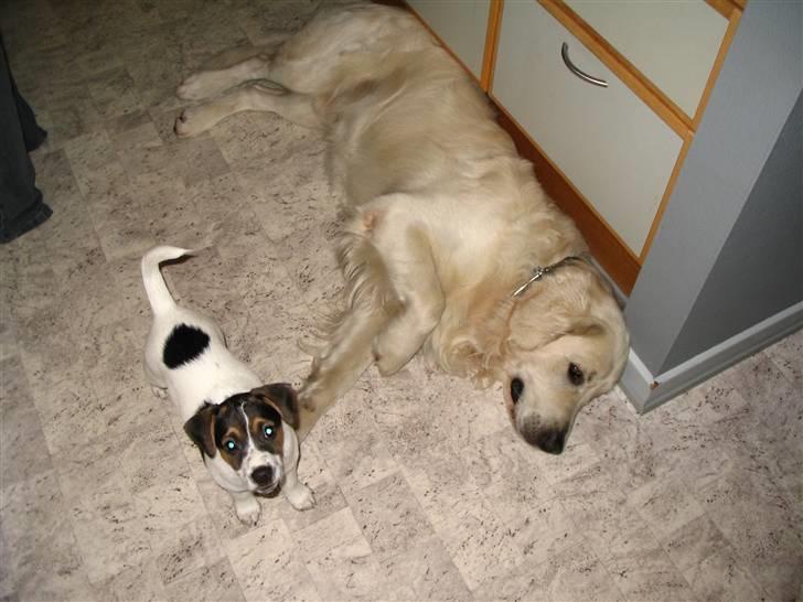 Blanding af racer Frodo billede 5