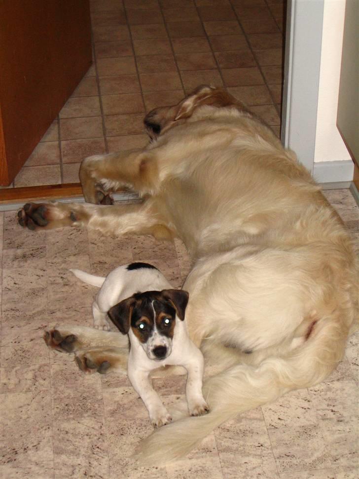 Blanding af racer Frodo billede 6