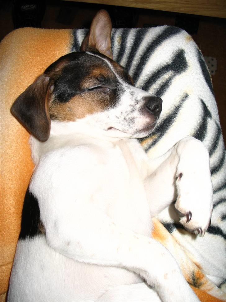 Blanding af racer Frodo billede 7