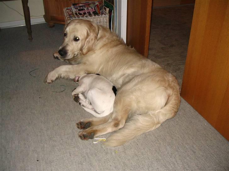 Blanding af racer Frodo billede 8