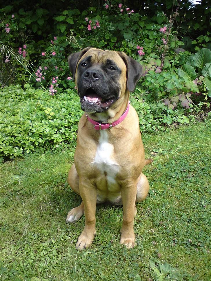 Blanding af racer Freya - Freya billede 1