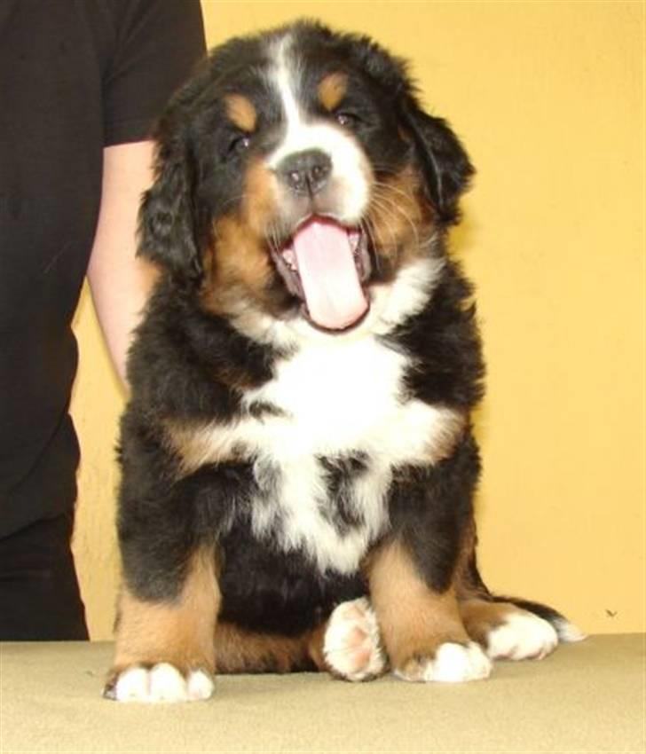 Berner sennenhund Bartley - Mig 6 uger er jeg ikke blevet stor ;o)) billede 10