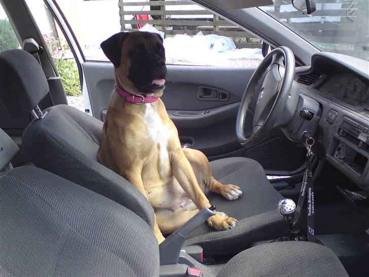 Blanding af racer Freya - Jeg hoppede ind af vinduet for jeg ville meget gerne ud at køre men jeg blev snydt for vi skulle ingen steder så jeg ville ikke ud igen hehe. billede 2