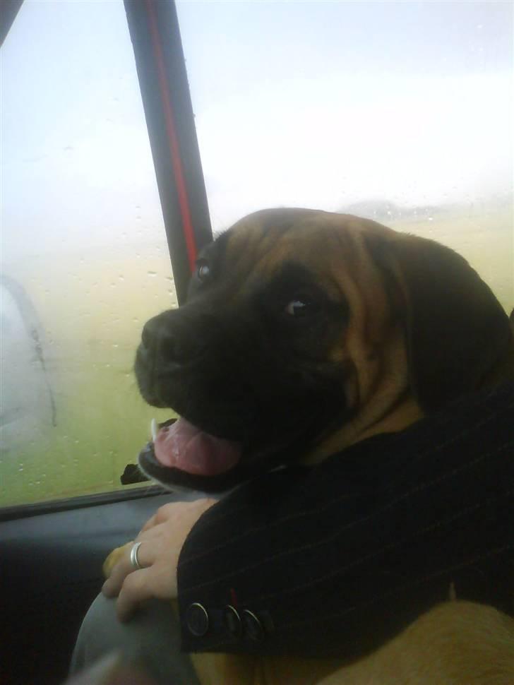 Blanding af racer Freya - Dagen hvor vi hentede vores lille ny baby tøs. billede 3