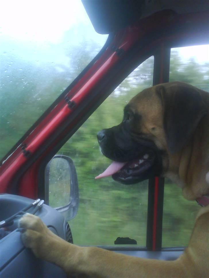 Blanding af racer Freya - Det var sjovt at kigge ud af forruden, jeg så mange spændende ting. billede 4