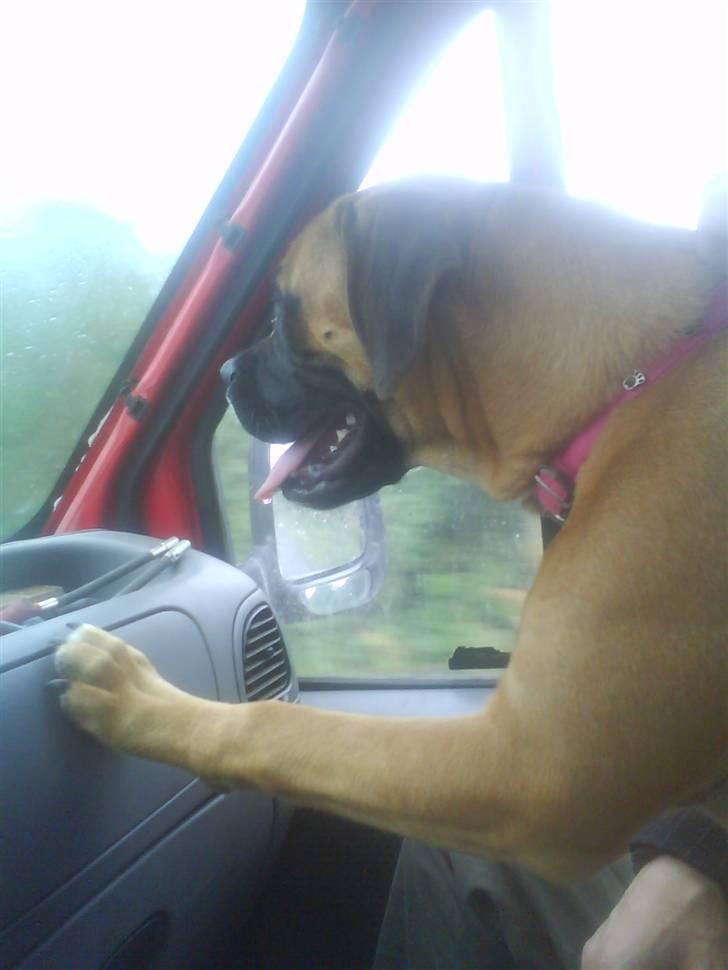 Blanding af racer Freya - Hov hvad var dog det?! Det var en hund. billede 5