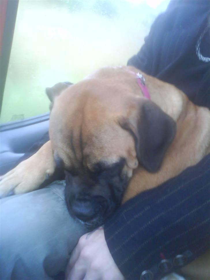 Blanding af racer Freya - Puha nu blev det lige lovligt mange nye indtryk. billede 6