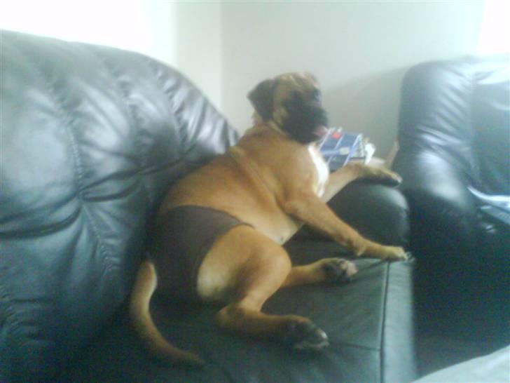 Blanding af racer Freya - Slapper af i sofaen. billede 7