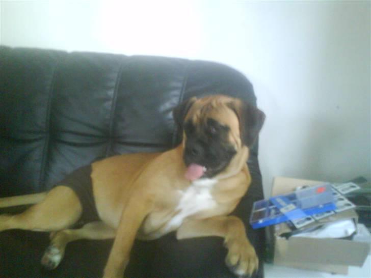 Blanding af racer Freya - Rækker tunge af mor. Hehe. billede 8