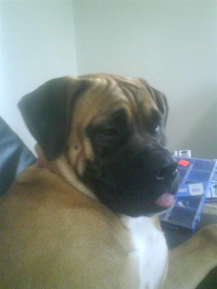 Blanding af racer Freya - Og så lige et tæt på. billede 9