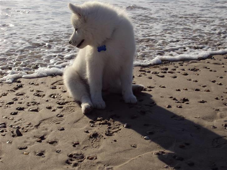 Samojedhund Aslan  "SOLGT" billede 2