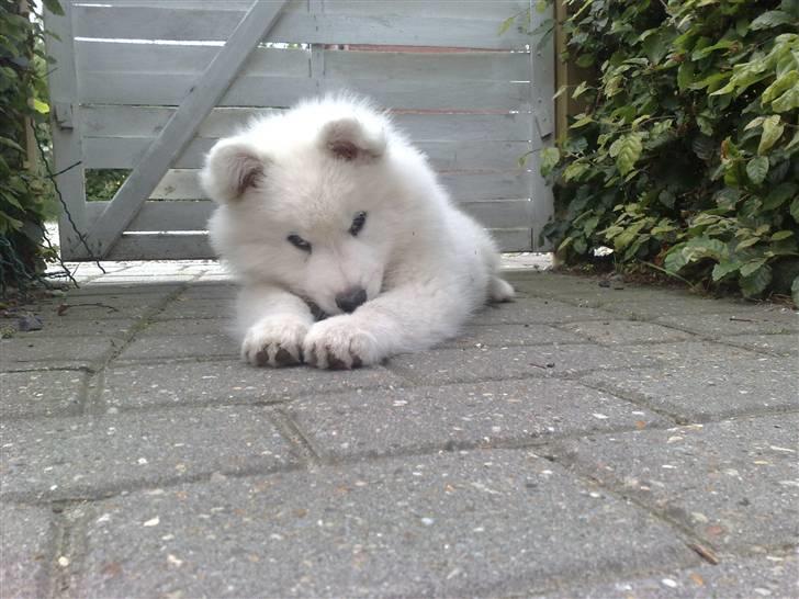 Samojedhund Aslan  "SOLGT" billede 3