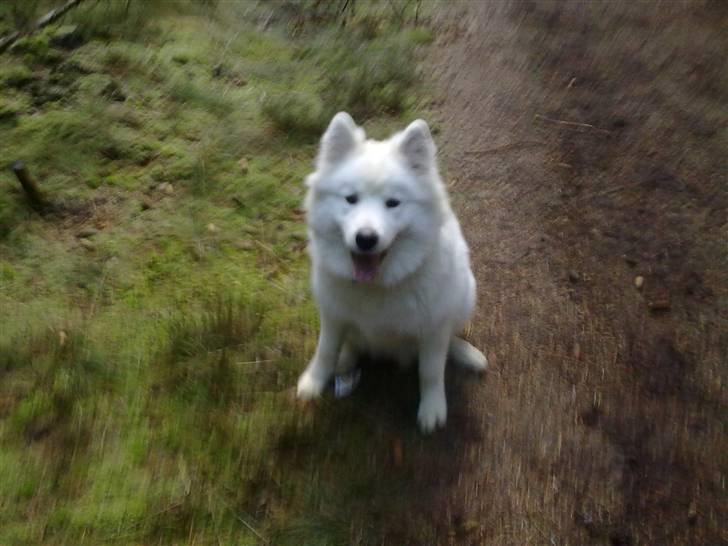 Samojedhund Aslan  "SOLGT" billede 4