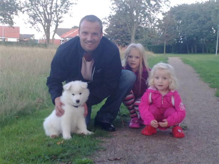 Samojedhund Aslan  "SOLGT" billede 5