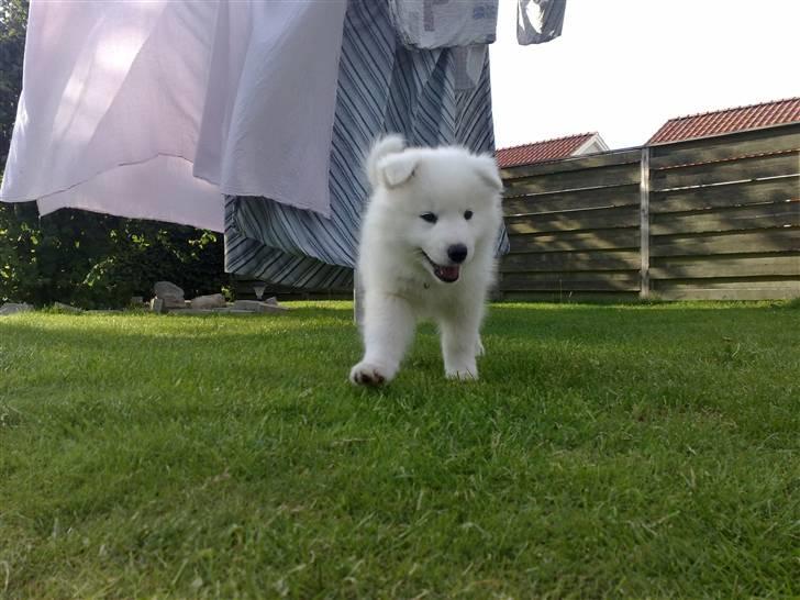 Samojedhund Aslan  "SOLGT" billede 6