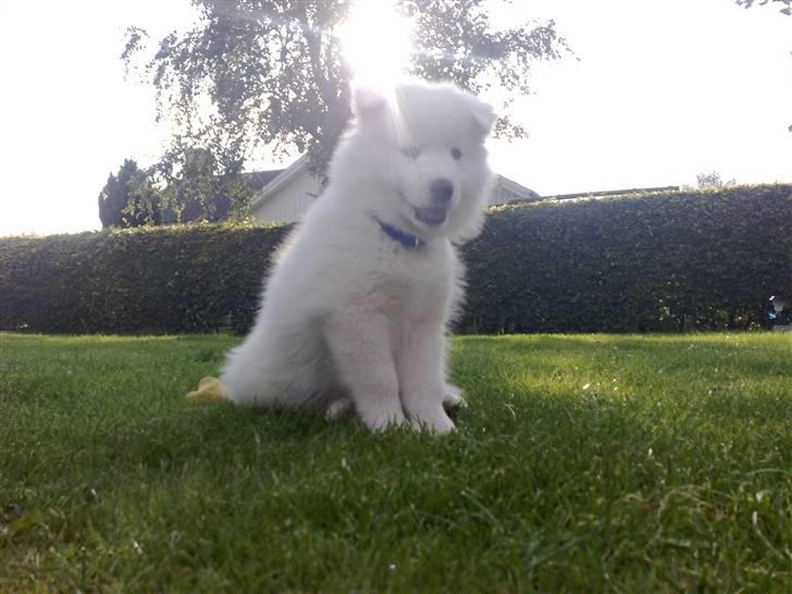 Samojedhund Aslan  "SOLGT" billede 7