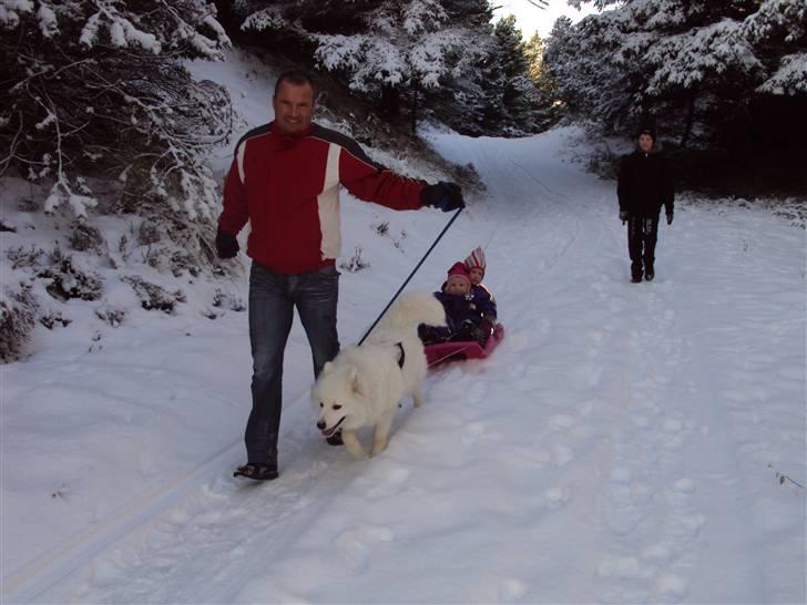 Samojedhund Aslan  "SOLGT" billede 8