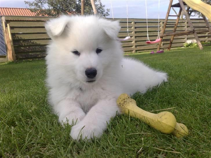 Samojedhund Aslan  "SOLGT" billede 9