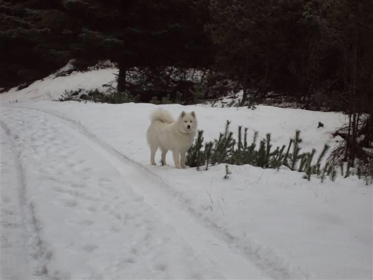 Samojedhund Aslan  "SOLGT" billede 10