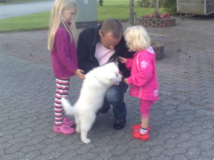 Samojedhund Aslan  "SOLGT" billede 11